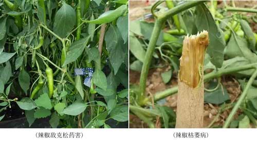 藥害、病害分不清？看完這個你就懂了