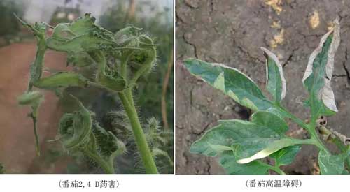 藥害、病害分不清？看完這個你就懂了