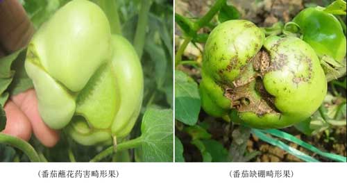 藥害、病害分不清？看完這個你就懂了