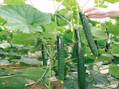 黃瓜如何施肥？黃瓜的施肥方法